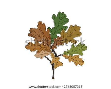 Oak Tree Branch with Colorful Autumn Leaves. Hand drawn oak branch vector illustration