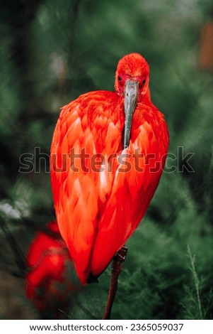 Beautiful Scarlet Ibis in green tropical forest