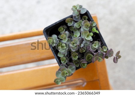 Green collision on seedlings in a pot. Tortoiseshell vine with tiny green leaves. Callisia seedlings. Cup with callisia