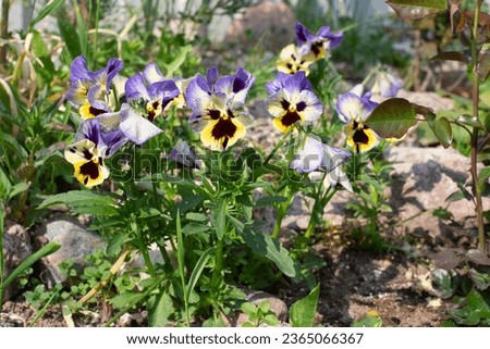 Blue-violet with yellow flower in the garden. High quality photo. Pansy flower. Bush of garden violets