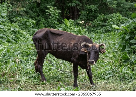 Brown beef in a tropical environment. Picture shot in Martinique, 2020.
