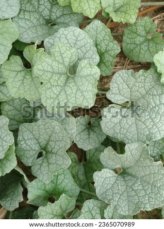 The creative layout made of green leaves is round and beautiful. Lay flat. Nature concept