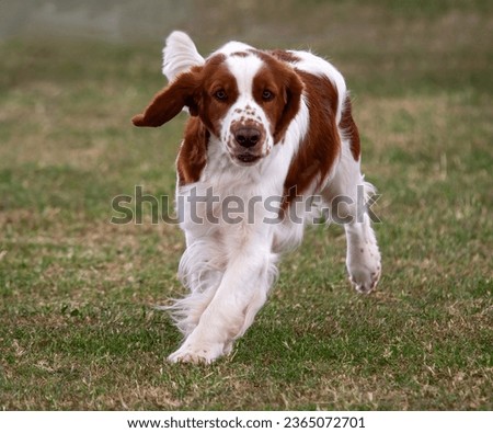 Welsh Springer Spaniel  running towards the camera Royalty-Free Stock Photo #2365072701