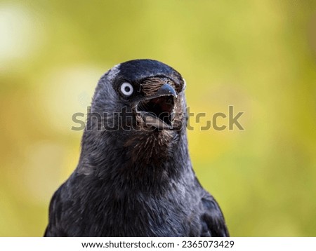 Close up of a Carrion Crow Head Royalty-Free Stock Photo #2365073429