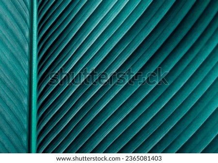 close up striped leaves texture, blue vintage color tone