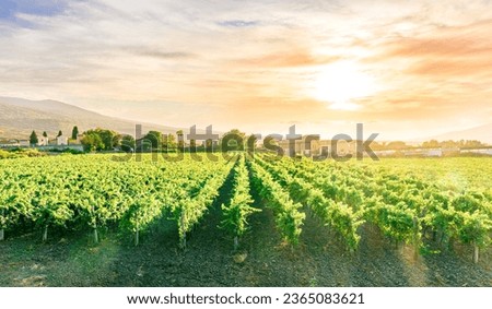 rows of wineyard with grape on a winery during sunset, panoramic view of wine farm with grape plantation in Italy