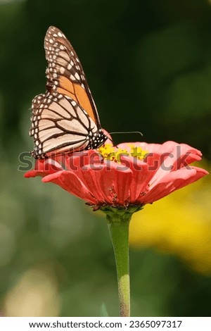 A monarch butterfly enjoying the fruits of summer