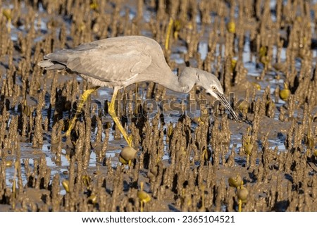 A white-faced heron searching for food at low tide