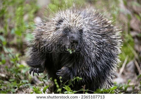 Porcupine Eating In The Wild