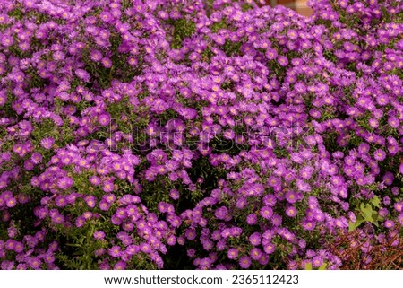 Selective focus of purple blue flowers European Michaelmas-daisy (Bergaster) in the garden, Aster amellus is a perennial herbaceous plant in the genus Aster of the family Asteraceae, Nature background Royalty-Free Stock Photo #2365112423