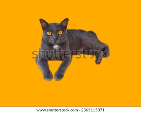 Cute black cat on orange background isolate 