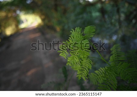 Beautiful green small leaves of tree