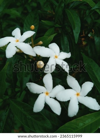 Take a look at our beautiful free stock photos of flowers. We have a variety of photos from bouquets to garden flowers.