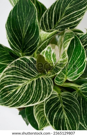 Philodendron birkin on a white background