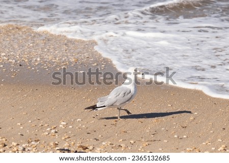 This beautiful seagull was seen at the beach walking at the waters edge. This large shorebird is searching the sand for food. The gull has pretty white, grey, and black feathers.