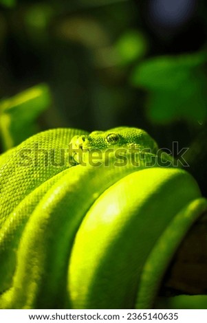 green snake close up picture 