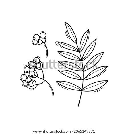 Black and white vector illustration of rowan leaves and berries in doodle style, sketch line art isolated on white background Royalty-Free Stock Photo #2365149971