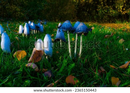 Blue mushrooms growing on the grass in the park,