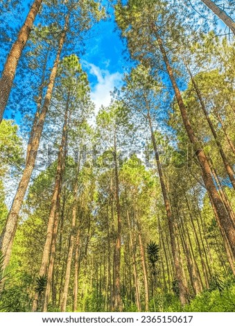 Spring pine type forest trees standing under sunlight Blue sky with pines and fir, Telomoyo Forest, Magelang Indonesia Royalty-Free Stock Photo #2365150617