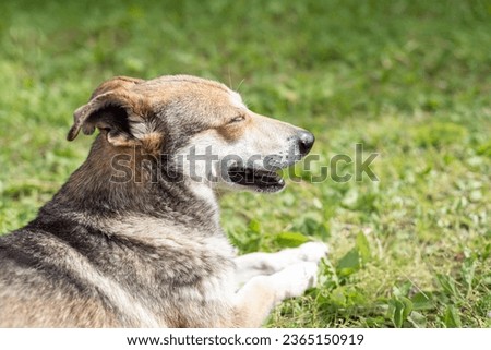 Dog lying on green lawn under warm sunlight, outdoor dog walking in park. Funny adult dog on green grass close up portrait