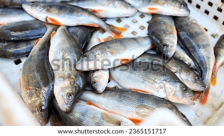 Bass, perch freshwater fish. Fresh alive fish in box. Restaurant organic food fishmarket concept 16x9 banner. Royalty-Free Stock Photo #2365151717