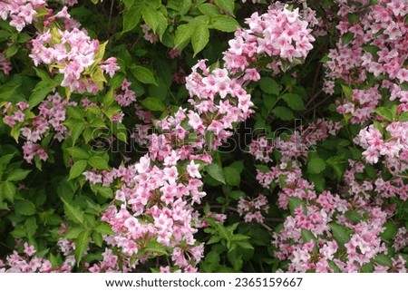 Mass of pink flowers of Weigela florida in mid May Royalty-Free Stock Photo #2365159667