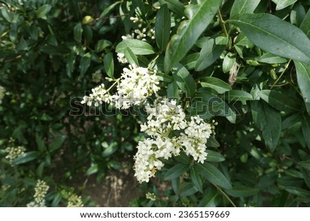 Two panicles of white flowers of wild privet in May Royalty-Free Stock Photo #2365159669