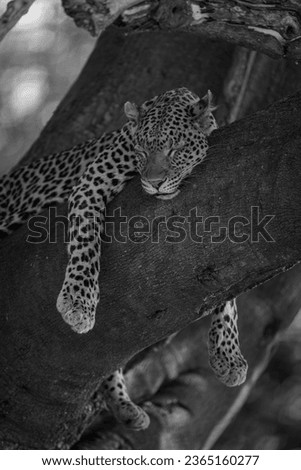 Mono leopard lies sleeping straddling tree branch