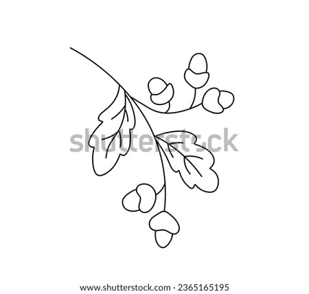 Vector isolated one single simplest oak branch twig with acorns colorless black and white contour line easy drawing	
