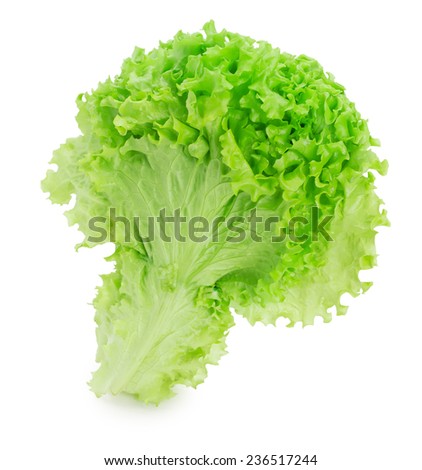 lettuce leaves isolated on the white background