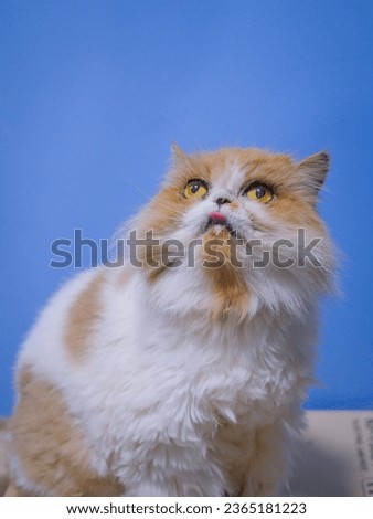 Picture of a cute Persian cat.