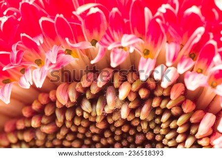 Gerbera jamesonii - beautiful flower with macro details 