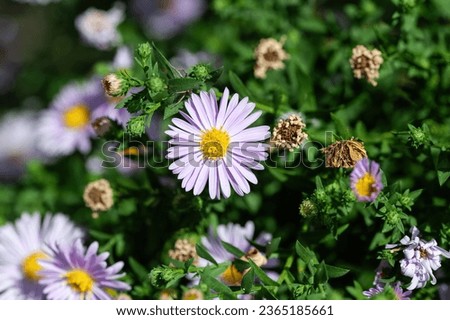 Purple flowers of Italian Asters, Michaelmas Daisy (Aster Amellus), known as Italian Starwort, Fall Aster, violet blossom growing in garden.