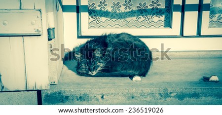 Cat sleeping on a windowsill of an old rural house with lace curtain decorating the window. Aged photo.