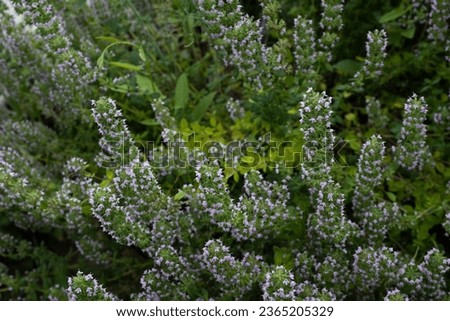 Background from fragrant creeping thyme ground cover. Thymus serpyllum. Wild Elfin spice for publication, poster, screensaver, wallpaper, postcard, banner, cover, post. High quality photography Royalty-Free Stock Photo #2365205329