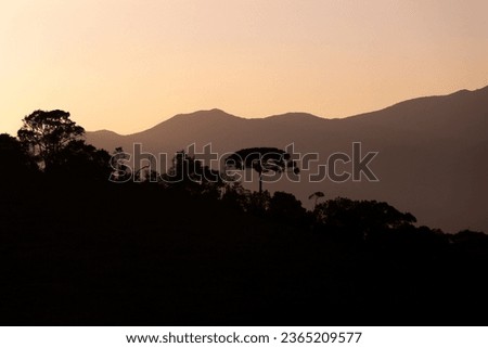 Araucaria tree silhouette at sunrise Royalty-Free Stock Photo #2365209577