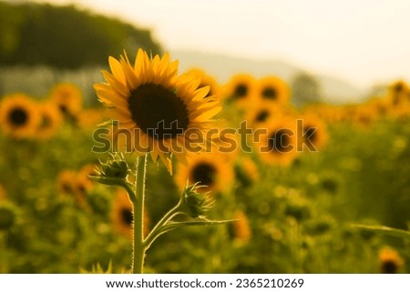 this picture is about sunflower.