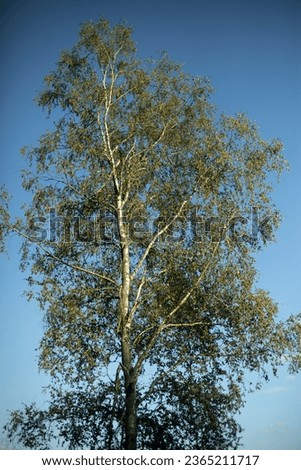 Birch against the sky. Birch with green leaves. Tree in summer. Tall tree.