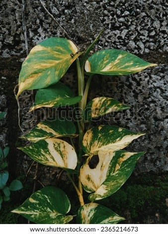 Money plant HD 720p

Ugaoo Good Luck Money Plant Variegated With Self Watering Pot · Plantoos Live Money Plant Variegated with Pot · Yotova Fresh Live Money Plant for office desk ... Royalty-Free Stock Photo #2365214673