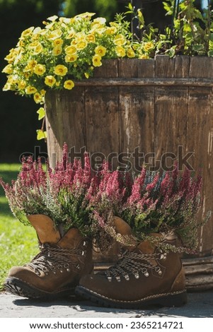 beautiful autumn decoration in the garden with heather flowers in  walking boots and a wooden tub with yellow flowers in the background Royalty-Free Stock Photo #2365214721