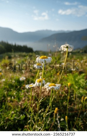 Beautiful landscape with mountains, flowers and a valley at sunset with blue sky and clouds. View of the valley in Adjara, Georgia.