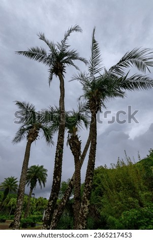 Senegal palm at Hachijo Botanical Park