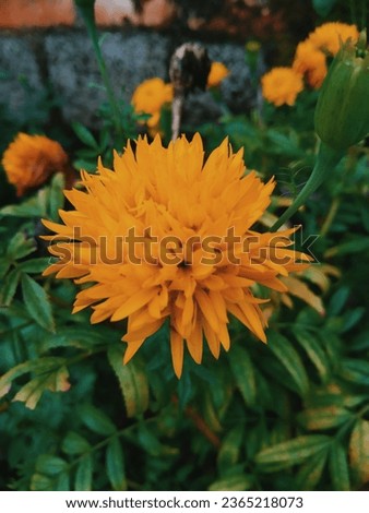 Orange flower 720p
#nature #flower
Plants makes me happy in my life..  Royalty-Free Stock Photo #2365218073