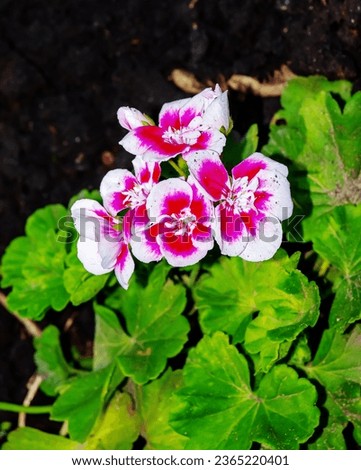 Gorgeous half white and Pink Pelargonium flowers in the garden, selective focus. Closeup Pelargonium flowers. Geranium flowers.