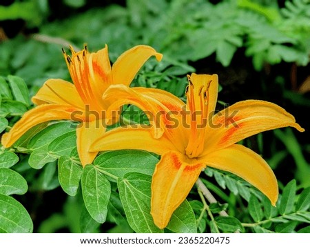 Orange Daylily, known as Hemerocallis fulva is resilient garden delight that brings a burst of vivid color and natural charm to outdoor spaces. Perennial flowering plant have shades of vibrant orange.