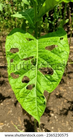 Tobacco leaves are eaten by caterpillars. Tobacco leaves attacked by pests. Tobacco leaves damaged by pests. Royalty-Free Stock Photo #2365230575