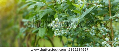 Branch of large, green blueberries. Selective focus Royalty-Free Stock Photo #2365234669