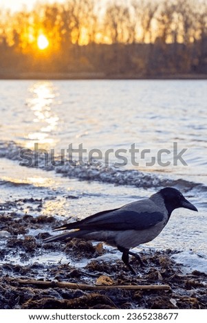 Funny crow on the Dniper river in autumn, sunset time in Kyiv, Ukraine