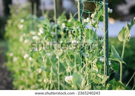 Close-up of sugar snap pea plants and flowers on trellis in community garden in Blackfalds, Alberta, Canada Royalty-Free Stock Photo #2365240243