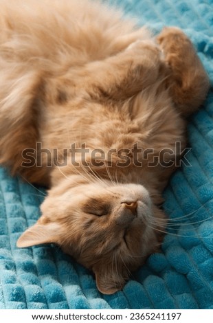 Cute, fluffy cat sleeps belly up on a blue blanket